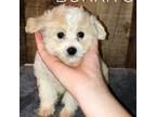 American Eskimo Dog Puppy for sale in Aiken, SC, USA