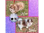 Pomeranian Puppy for sale in Poplarville, MS, USA