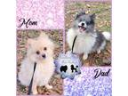 Pomeranian Puppy for sale in Poplarville, MS, USA