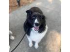 Adopt Pipp Petals a Black Sheltie, Shetland Sheepdog / Mixed dog in St.