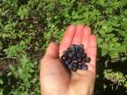 Cherries and Fresh Huckleberries!