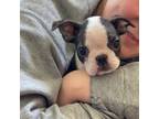 Boston Terrier Puppy for sale in Humboldt, TN, USA