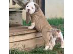 Olde English Bulldogge Puppy for sale in Bridgewater, VA, USA