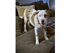 Adopt MERLYN a Tricolor (Tan/Brown & Black & White) Catahoula Leopard Dog /