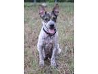Adopt Enzo 6-10-23 a Black Australian Cattle Dog / Mixed dog in Bulverde
