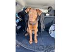 Adopt Nala a Red/Golden/Orange/Chestnut - with White Labrador Retriever / Shar