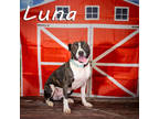 Adopt Luna a Brindle Mixed Breed (Large) / Mixed dog in Anderson, SC (38676245)