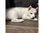 Siberian Husky Puppy for sale in Cassatt, SC, USA