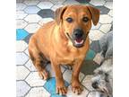 Adopt Cookie Cake a Black Black Mouth Cur / Mixed dog in Austin, TX (38692139)