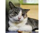 Adopt Chain Chomp a Gray or Blue Domestic Shorthair / Mixed cat in Austin