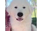 Great Pyrenees Puppy for sale in Orlando, FL, USA