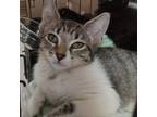 Adopt Minette a Gray or Blue Domestic Shorthair / Mixed cat in Vieques
