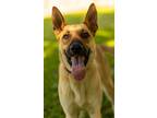 Adopt Calhoun English a Tan/Yellow/Fawn - with Black German Shepherd Dog dog in