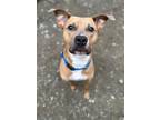 Adopt Evee a Mixed Breed (Medium) / Mixed dog in Hyde Park, NY (38533264)