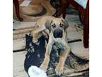 Great Dane Puppy for sale in Bruceton, TN, USA