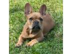 French Bulldog Puppy for sale in Red House, WV, USA