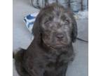 Labradoodle Puppy for sale in Denver, CO, USA