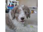 Labradoodle Puppy for sale in Seattle, WA, USA