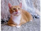 Adopt Britney a Orange or Red Tabby Domestic Shorthair (short coat) cat in