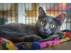 Adopt Azure a Gray or Blue Domestic Shorthair / Domestic Shorthair / Mixed cat