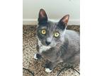 Adopt Salem a Gray or Blue (Mostly) Domestic Shorthair / Mixed (short coat) cat
