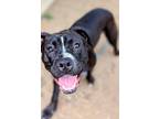 Adopt Mandi a Black Mixed Breed (Large) / Mixed dog in Cincinnati, OH (38602764)