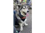 Adopt Echo a Gray/Blue/Silver/Salt & Pepper Husky dog in Mountain View