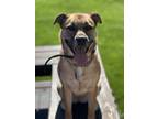 Adopt Lila a Tan/Yellow/Fawn German Shepherd Dog / Golden Retriever / Mixed dog