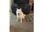 Adopt Kosmo a White - with Tan, Yellow or Fawn Husky / Mixed dog in Selma