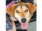 Adopt Pansy a Tricolor (Tan/Brown & Black & White) Beagle / Shepherd (Unknown
