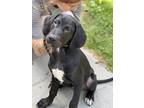 Adopt Valentino a Black Treeing Walker Coonhound / Labrador Retriever / Mixed