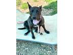 Adopt Ilena a Black Mixed Breed (Large) / Mixed dog in Chamblee, GA (38659767)