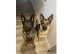 Adopt Ranger & Ruby a Black - with Tan, Yellow or Fawn German Shepherd Dog /