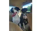 Adopt Penny/Maxx a Black - with White Australian Shepherd / American Pit Bull