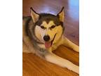 Adopt KALI a Gray/Blue/Silver/Salt & Pepper Husky / Mixed dog in Houston