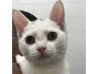 Adopt Arrow a White Domestic Shorthair / Mixed cat in Zanesville, OH (38494998)