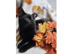 Adopt Flash a All Black Domestic Shorthair (short coat) cat in St.