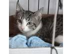 Adopt Minou a Gray or Blue Domestic Shorthair / Mixed cat in Vieques