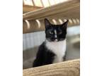 Adopt Rancor a All Black Domestic Shorthair / Domestic Shorthair / Mixed cat in