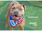 Adopt Hashbrown a Tan/Yellow/Fawn American Pit Bull Terrier / Mixed dog in
