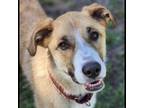 Adopt Waylon a Tan/Yellow/Fawn Collie / Mixed dog in Spokane, WA (38484923)