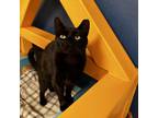 Adopt Millie a All Black Domestic Shorthair / Mixed cat in Tempe, AZ (38426687)