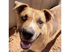 Adopt Tatum a Tan/Yellow/Fawn Mixed Breed (Large) / Mixed dog in Moab
