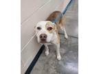 Adopt Eco a Cattle Dog / Labrador Retriever / Mixed dog in Reno, NV (38427867)