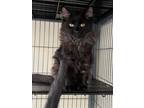 Adopt Kona a All Black Domestic Mediumhair / Domestic Shorthair / Mixed cat in