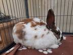 Adopt Harry a White Other/Unknown / Mixed rabbit in Atlanta, MI (38628147)