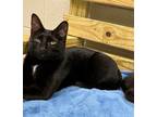 Adopt Neon a Domestic Shorthair / Mixed (short coat) cat in Dalton