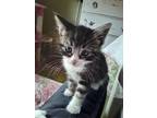 Adopt Billie Boy a Brown Tabby Domestic Shorthair (short coat) cat in Tehachapi