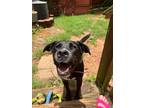 Adopt Codie a Black - with White Blue Heeler / Mixed dog in Carlisle