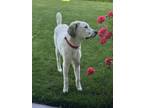 Adopt Wyatt a White - with Tan, Yellow or Fawn Anatolian Shepherd / Retriever